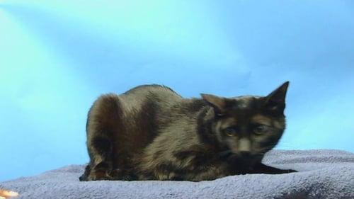 TOBY - Domestic Short Hair available for adoption