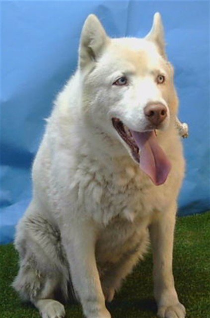 MARU - Siberian Husky available for adoption