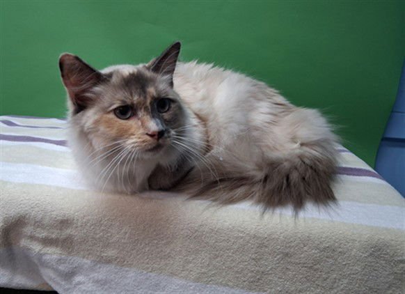 CHINA - Domestic Medium Hair available for adoption