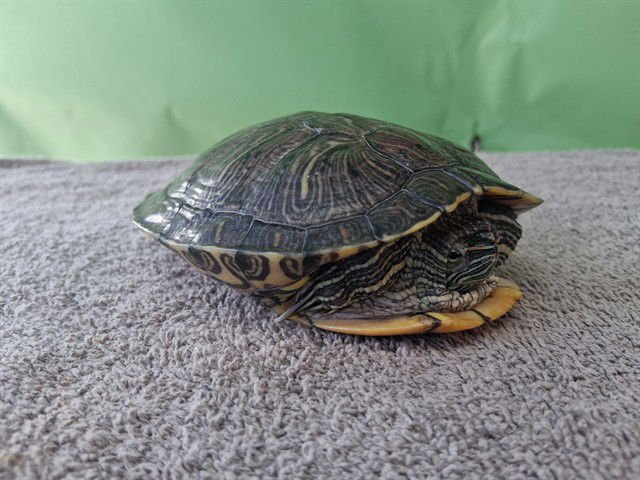A5758272 - Turtle available for adoption