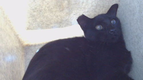 BEAR - Domestic Short Hair available for adoption