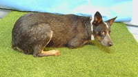ROCCO - Photo 1