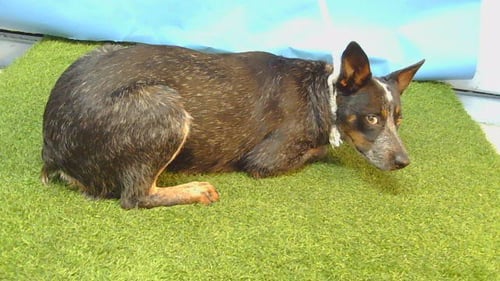 ROCCO - Australian Cattle Dog/Blue Heeler available for adoption