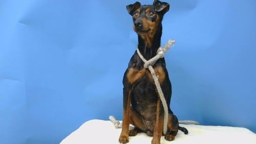 A5797002 - Miniature Pinscher available for adoption