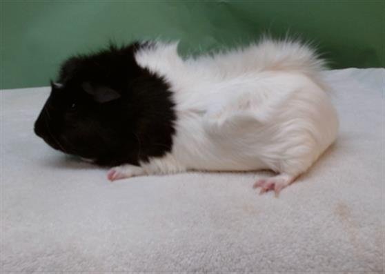 A5756985 - Guinea Pig available for adoption