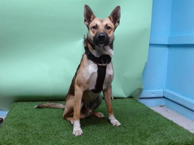 JENKO - German Shepherd Dog available for adoption