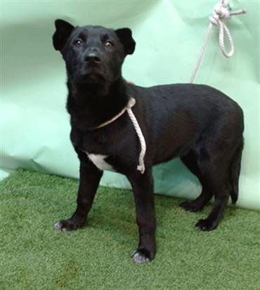 ARTHUR - German Shepherd Dog available for adoption