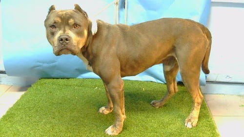STANLEY - American Staffordshire Terrier available for adoption