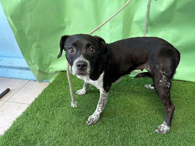 ALUNA - Terrier available for adoption