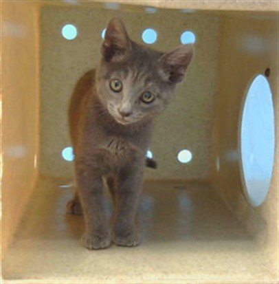 NYLES - Domestic Short Hair for adoption in Torrance