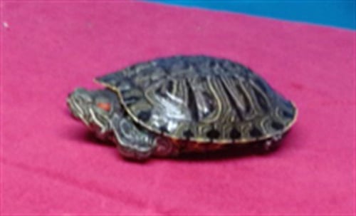 A5765882 - Turtle available for adoption