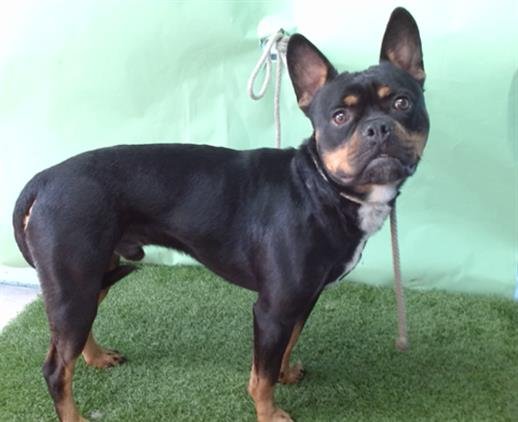 MAX - Rottweiler / French Bulldog available for adoption