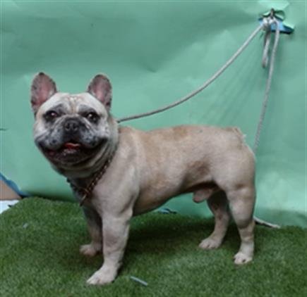 STARK - French Bulldog available for adoption