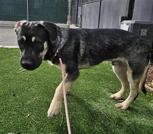 POPPAS - Australian Shepherd / Belgian Shepherd Malinois available for adoption