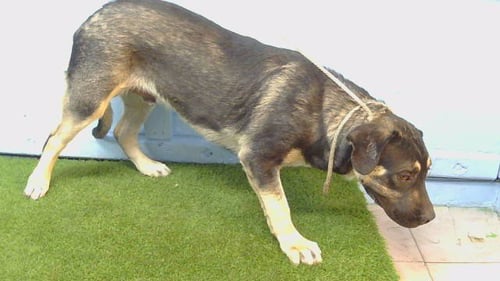 POPPAS - Australian Shepherd / Belgian Shepherd Malinois available for adoption