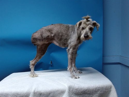 FIFI - Miniature Schnauzer for adoption in Torrance