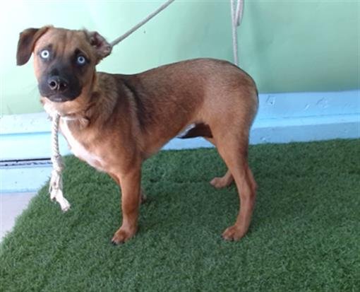 BRUNO - German Shepherd Dog available for adoption