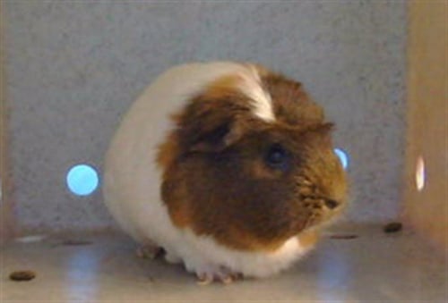 A5794909 - Guinea Pig available for adoption
