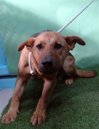 CHERRY - German Shepherd Dog available for adoption