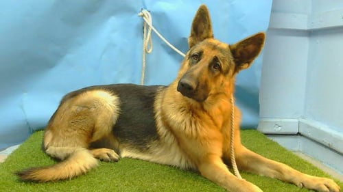 A5792917 - German Shepherd Dog available for adoption