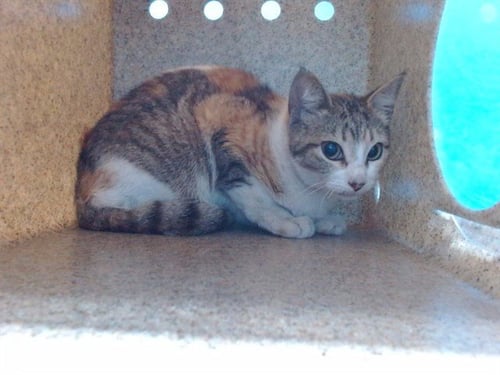 AMY - Domestic Short Hair available for adoption