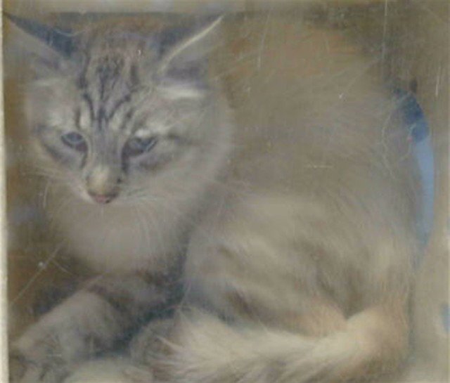 MONTE Image