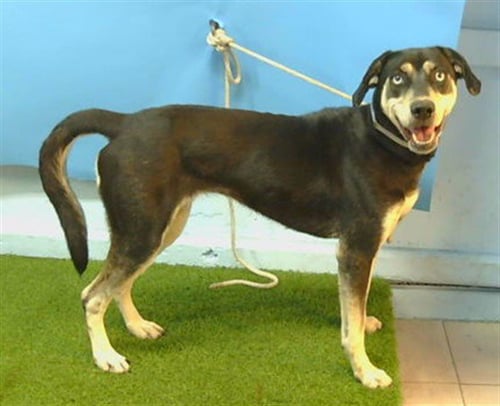 LOIS - German Shepherd Dog available for adoption