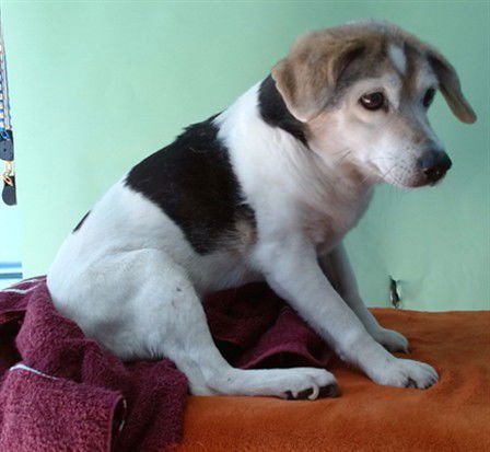 LIZ - Toy Fox Terrier / Beagle available for adoption