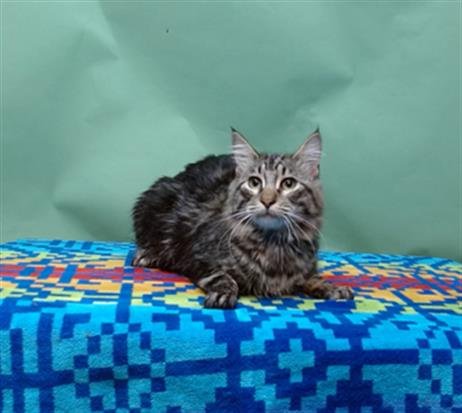 BERNARD - Domestic Medium Hair available for adoption