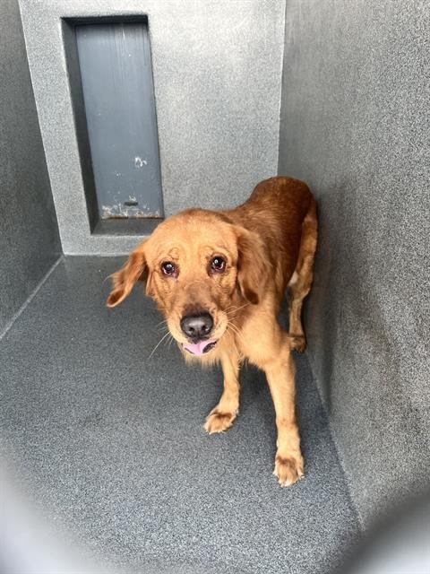 GOLDUST - Golden Retriever available for adoption