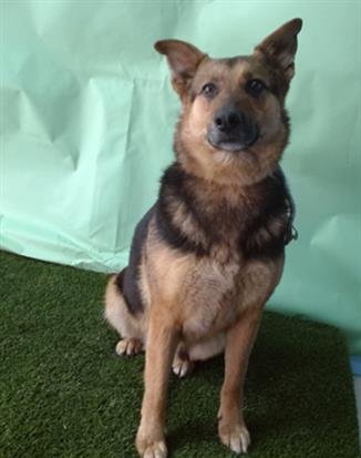 AVA - German Shepherd Dog available for adoption