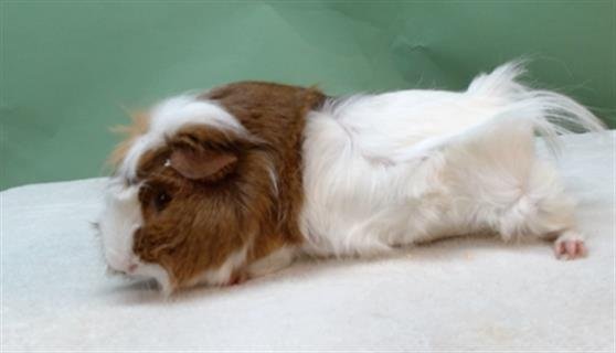 A5756984 - Guinea Pig available for adoption