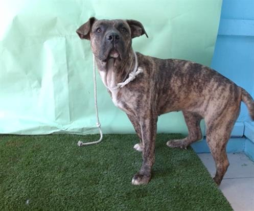DORA - Pit Bull Terrier available for adoption