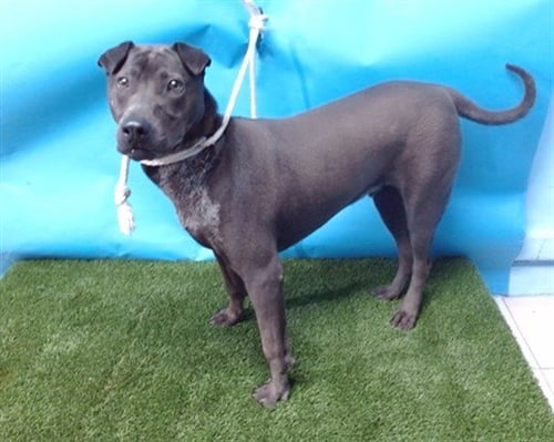 GUS - Chinese Shar-Pei / Pit Bull Terrier for adoption in Torrance