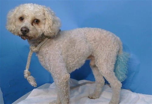 CLOUD - Poodle (Miniature) available for adoption