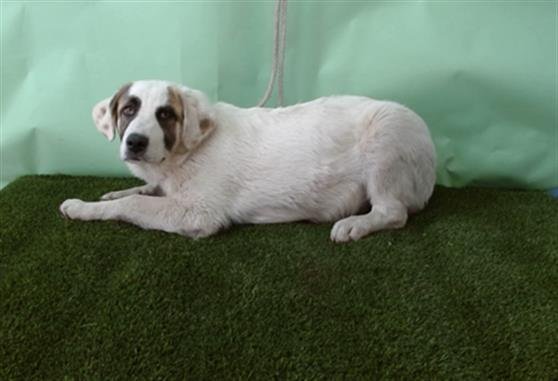 WRIGGLY - German Shepherd Dog / Anatolian Shepherd available for adoption