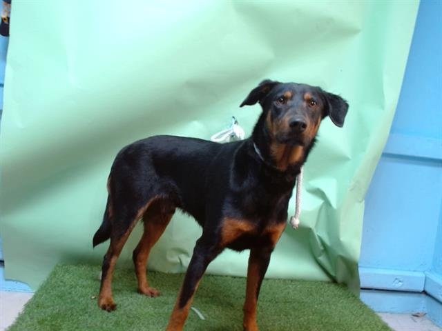 RUFUS - Doberman Pinscher / Labrador Retriever available for adoption