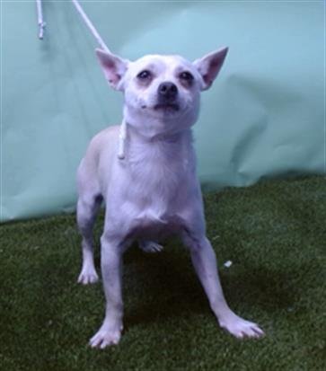 BUBS - Chihuahua available for adoption