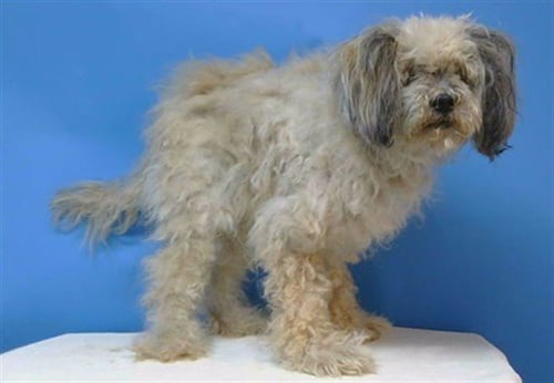 A5804328 - Terrier available for adoption