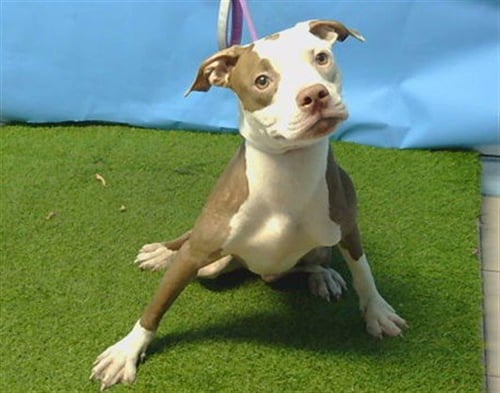A5799016 - Pit Bull Terrier available for adoption