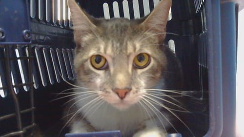KITTY - Domestic Short Hair available for adoption