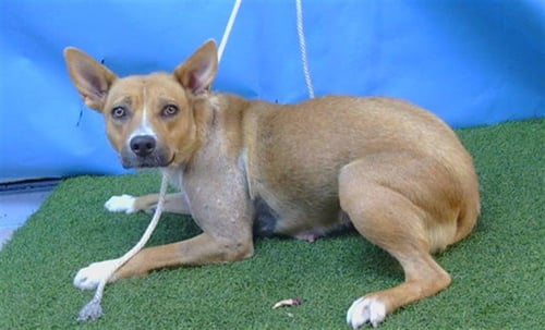 GILLIAN - Pit Bull Terrier / German Shepherd Dog available for adoption