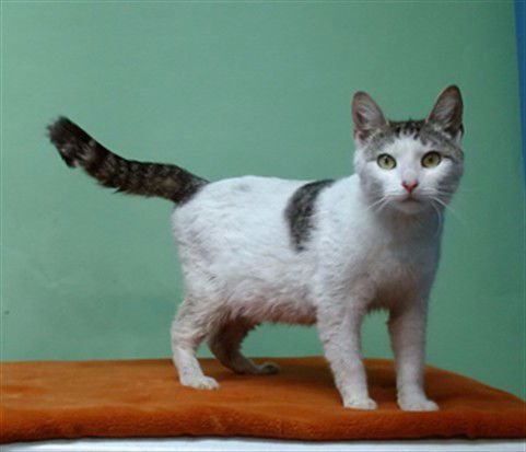 KITTY - Domestic Short Hair available for adoption