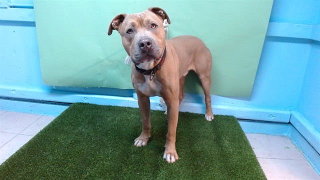 BUBBA - Pit Bull Terrier available for adoption