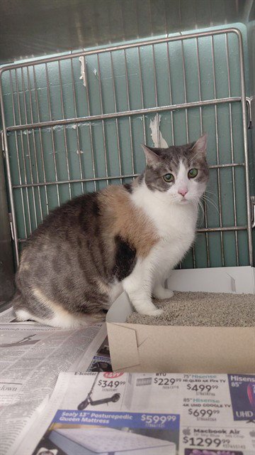LUNA - Domestic Short Hair available for adoption