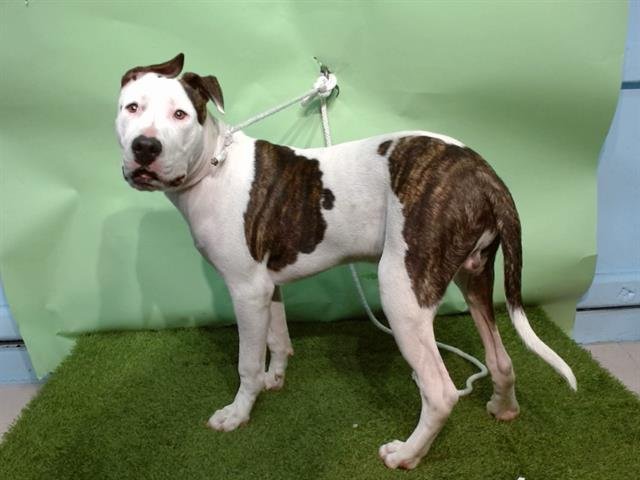 ACE - Pit Bull Terrier available for adoption
