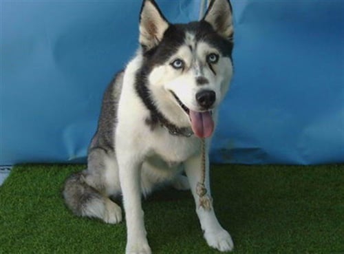 A5787517 - Siberian Husky available for adoption