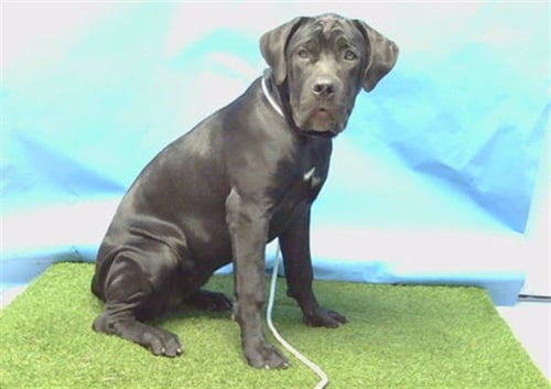 A5794801 - Cane Corso Mastiff available for adoption