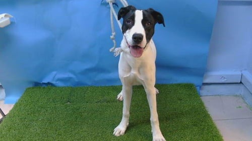 SZA - Pit Bull Terrier / Great Dane available for adoption
