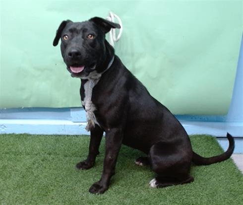 HANNAH - Pit Bull Terrier available for adoption